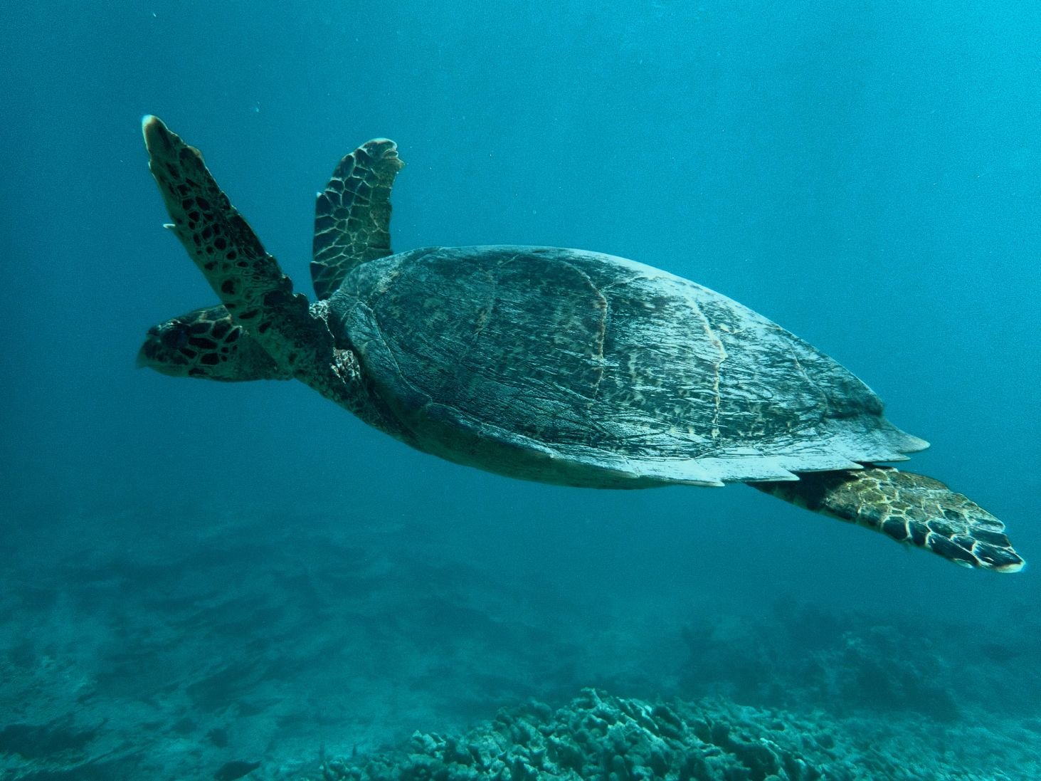 Coral Garden Snorkel